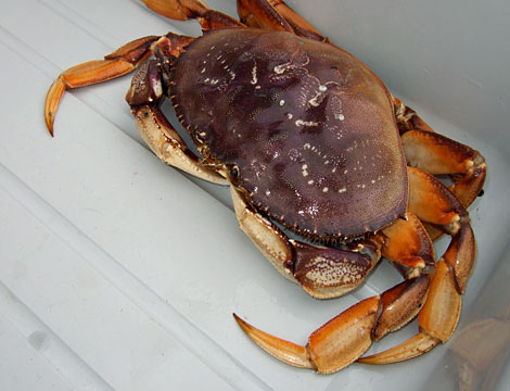 Braised seaweed and crabmeat